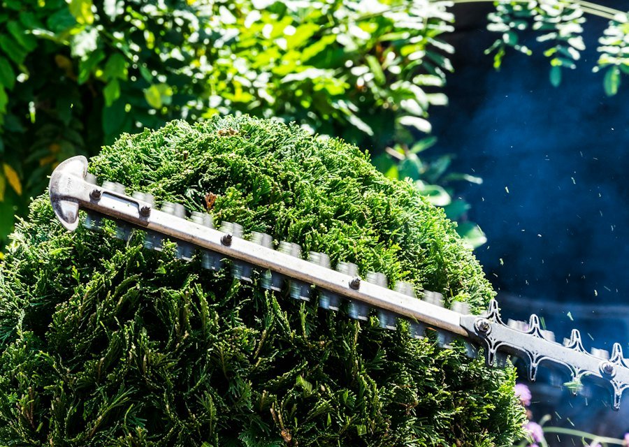 Heckenschere beim Schneiden einer Hecke